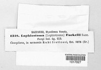 Lophiostoma fuckelii image